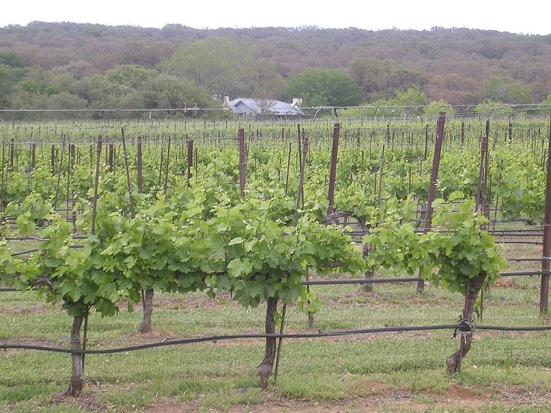 [800px-Texas_Hills_vineyard%255B2%255D.jpg]