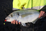Trevally caught at Whirinaki, Napier, NZ