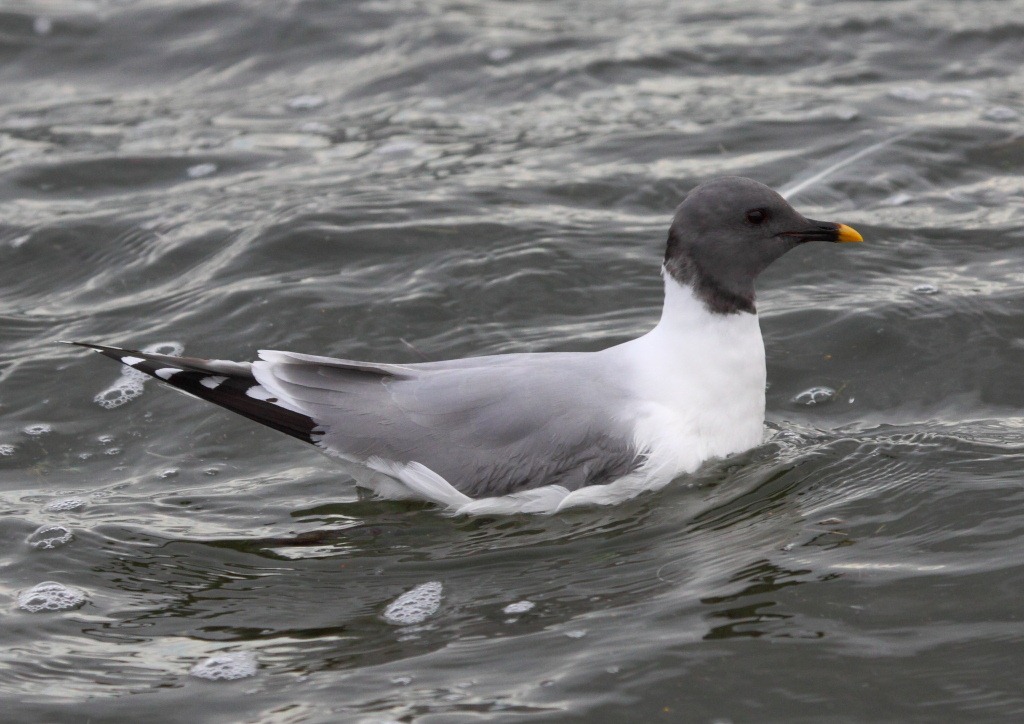 [sabines_gull2%255B3%255D.jpg]