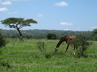Northern Circuit Safari - Tarangire National Park