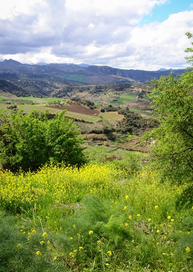 [Ronda3914.jpg]
