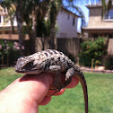 Desert Spiny Lizard