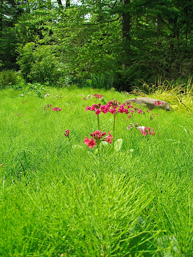 The patch of horsetail is punctuated with primroses, which barely peek above the tops.