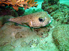  Koh Lipe Resimleri Fotoğrafları