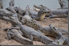 Caimans - Lisa Caimans - Lisa