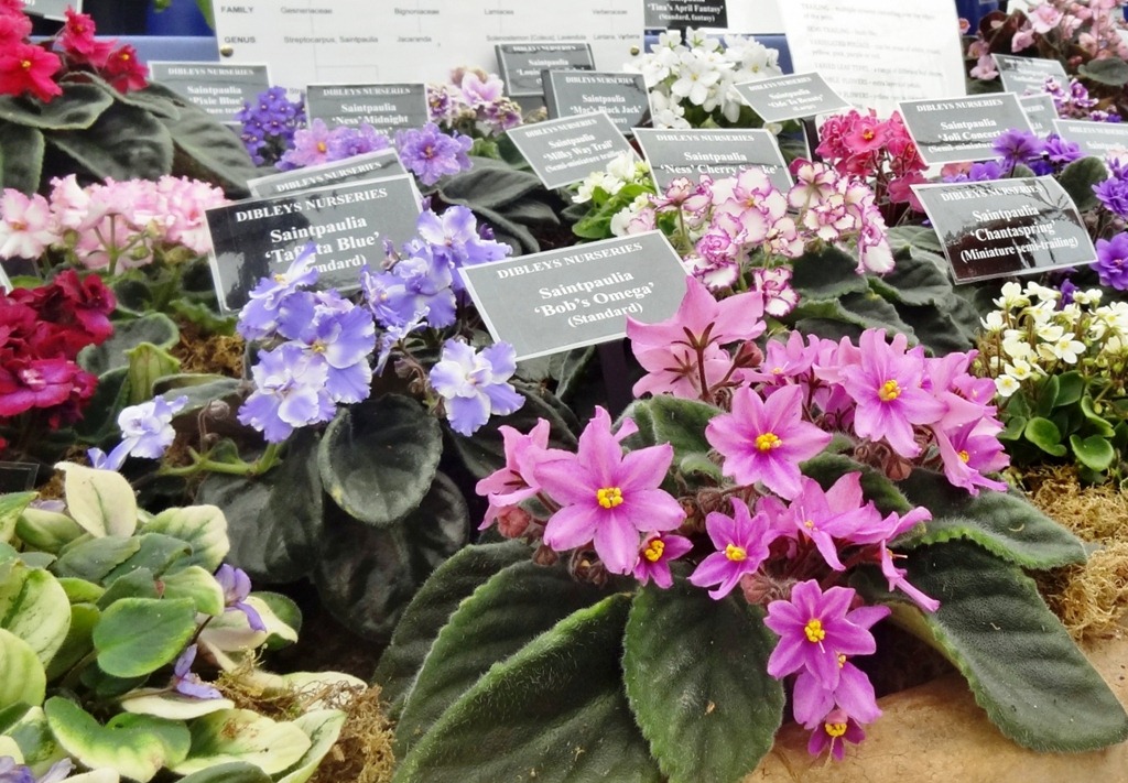 [Hampton%2520Court%2520Flower%2520Show%2520047%255B3%255D.jpg]