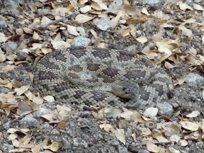 Two snake