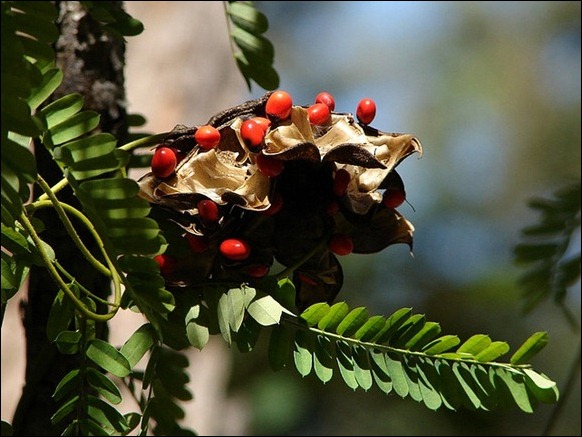 The Rosary Pea