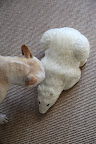 Francesca! Come quickly - there's a polar bear in this room!