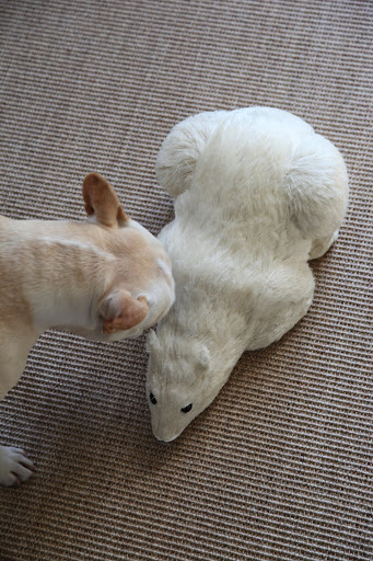 Francesca! Come quickly - there's a polar bear in this room!