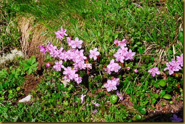 Rododendro nano Rododendro nano