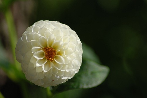 [dalia%2520blanca%255B3%255D.jpg]