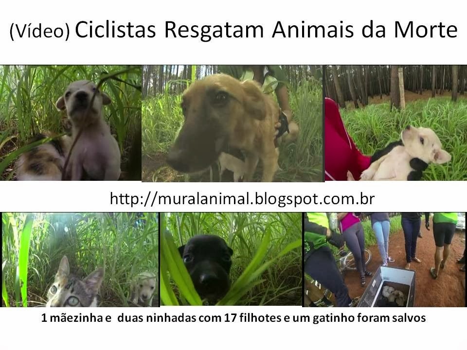 [V%25C3%25ADdeo%2529%2520Ciclistas%2520Resgatam%2520Animais%2520da%2520Morte%255B3%255D.jpg]