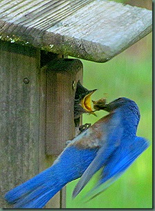 Male Bluebird feeding Young