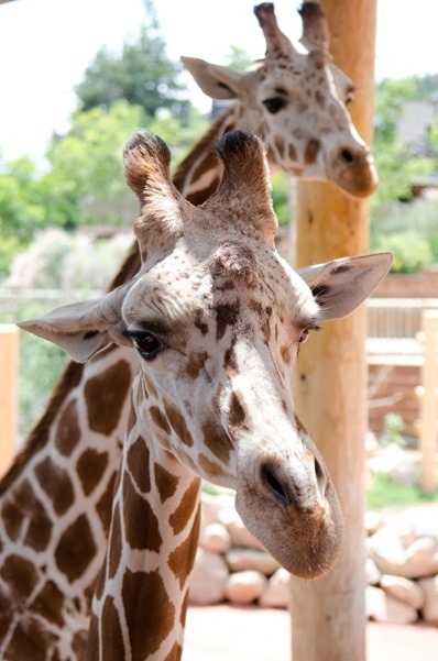 zoo-8