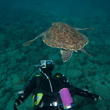Teneriffa UW Turtles 2011