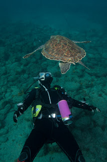 Teneriffa UW Turtles 2011 Teneriffa UW Turtles 2011