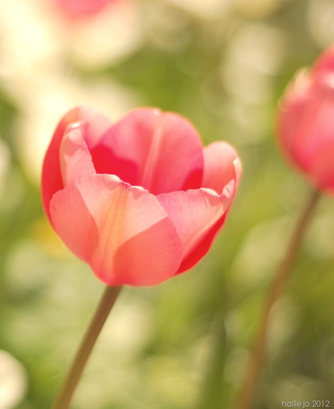 Pink10 Pink10