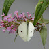 P1110443