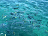 SDC10924 Phi Phi Adası Resimleri Fotoğrafları