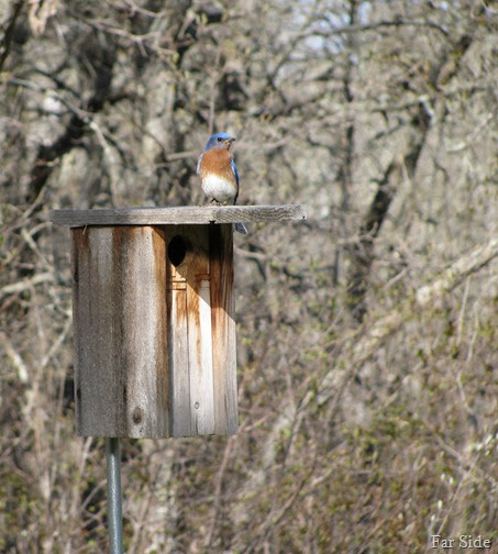 Bluebird and the nesting box