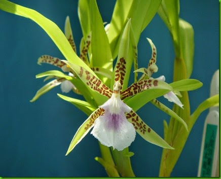 OR Aspasia lunata OR Aspasia lunata