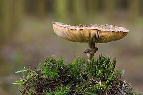 Parasol Mushroom by Robert Powell DPAGB BPE3 Parasol Mushroom by Robert Powell DPAGB BPE3