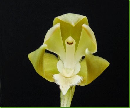 OR Lycaste peruviana var. peruviana