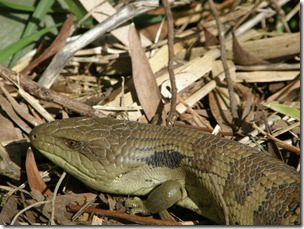 slow lizard 004 slow lizard 004
