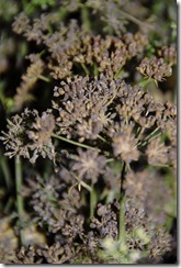 DSC_0175 DSC_0175