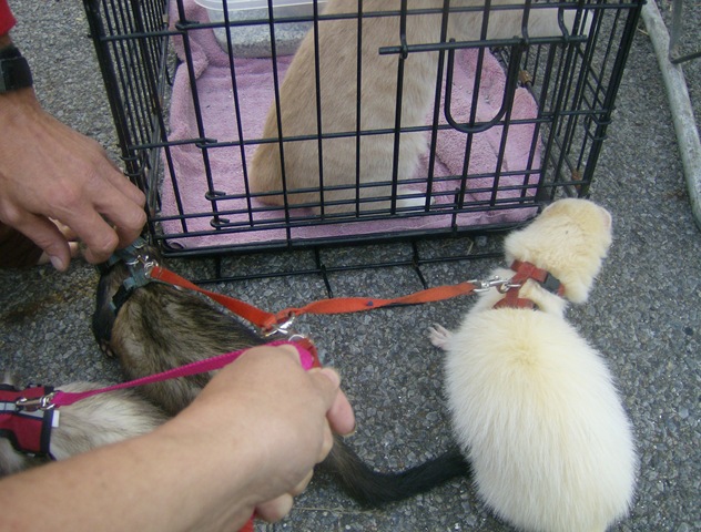 [FashonableFerrets%2520030%255B3%255D.jpg]