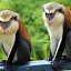 Mona Monkeys at Grand Etang National Park - St. George's, Grenada