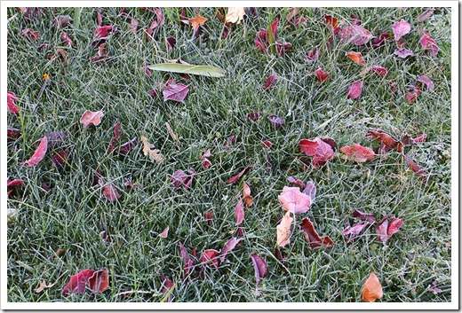 111206_frosted_grass