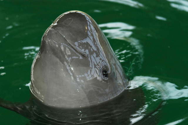 Neophocaena phocaenoides, Finless Porpoise, captive. A survey in late 2012 found that the Yangtze finless porpoise population has been cut in half in just six years. During a 44-day survey, experts estimated 1,000 river porpoises inhabited the river and adjoining lakes, down from around 2,000 in 2006. Research Centre for Aquatic Biodiversity and Resource Conservation of the Chinese Academy of Sciences. Wuhan, Hubei Province, China. Photo: WWF
