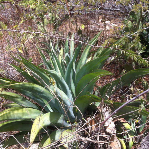 Spotting Image 1