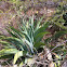 Agave