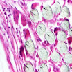 13114933-p.jpg