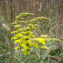 Rough-stemmed Goldenrod