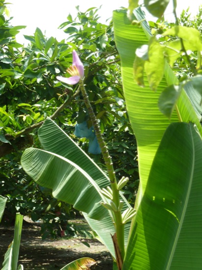 P1050164.jpg Musa Ornata Pink - This is a wild banana that is poisonous - this was a surprise to me as I thought all bananas were edible