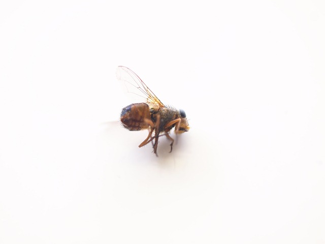 [fly%255B3%255D.jpg]