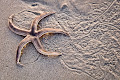 Crawling Sea Star