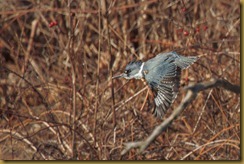 Belted Kingfisher