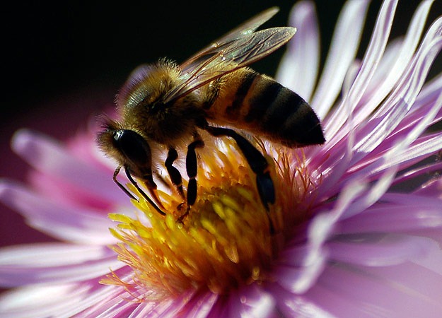 [1-honey-bees%255B2%255D.jpg]