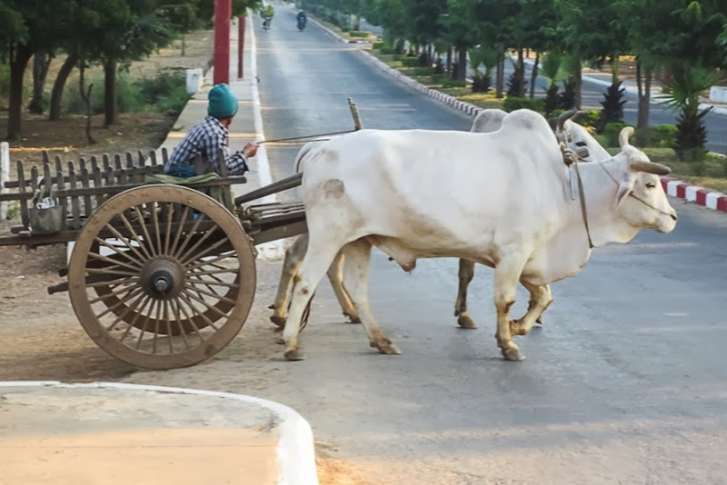 bullock carts bullock carts