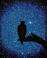 starred night starred night