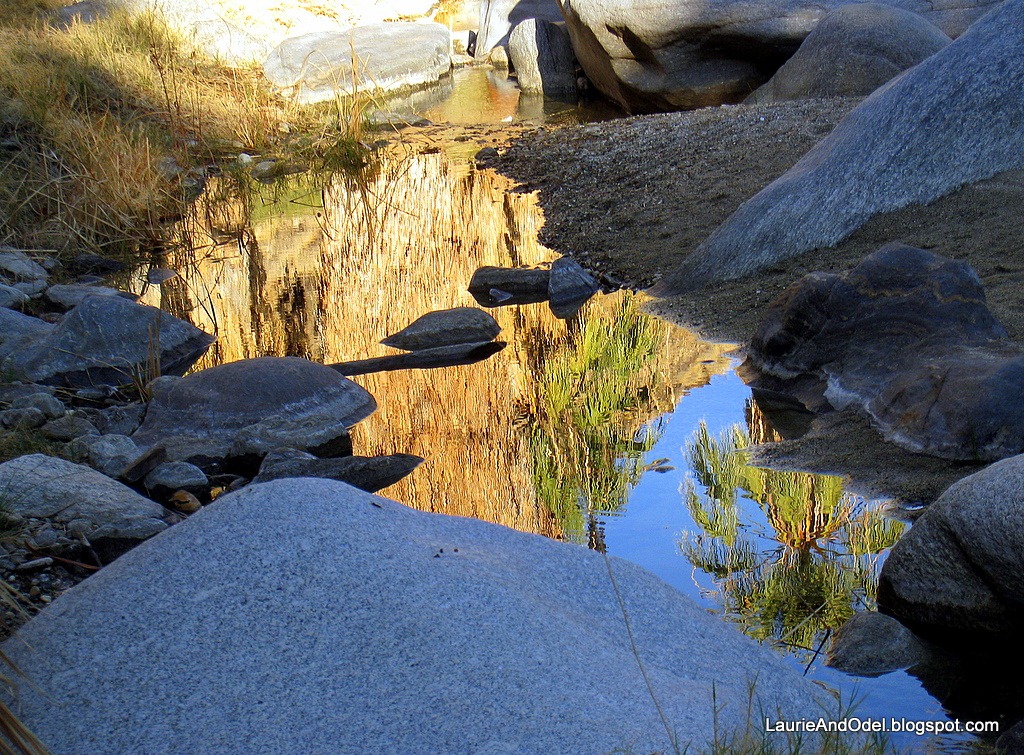 [Palms%2520reflected%2520in%2520the%2520water%255B5%255D.jpg]