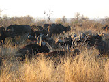 A herd of African Cape Buffalo (they're also very tasty). South Africa - 444.jpg