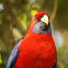 rosella
