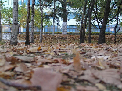 Jida south lake campus in autumn