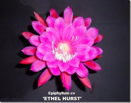 Epi Ethel Hurst